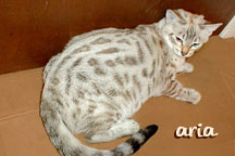 HIFIDELITY ARIA