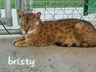 NAIROBI BRISTY