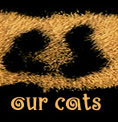 OUR CATS