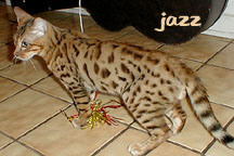 HIFIDELITY JAZZ