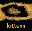 KITTENS