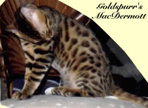 GOLDSPURR MACDERMOTT