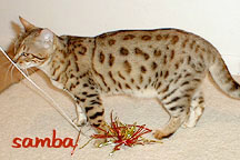 HIFIDELITY SAMBA