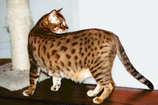 FASCATS SORELLA OF HIFIDELITY