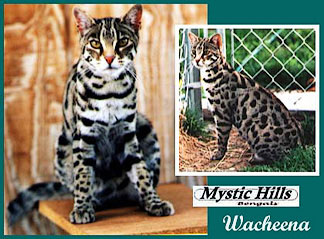 MYSTICHILLS WACHEENA (F1)